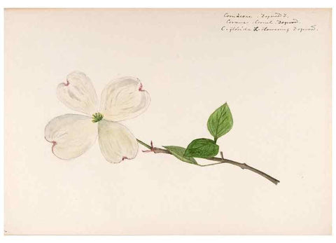Reproducción/Reproduction 48789214152: [Water-color sketches of plants of North America and Europe]. . 