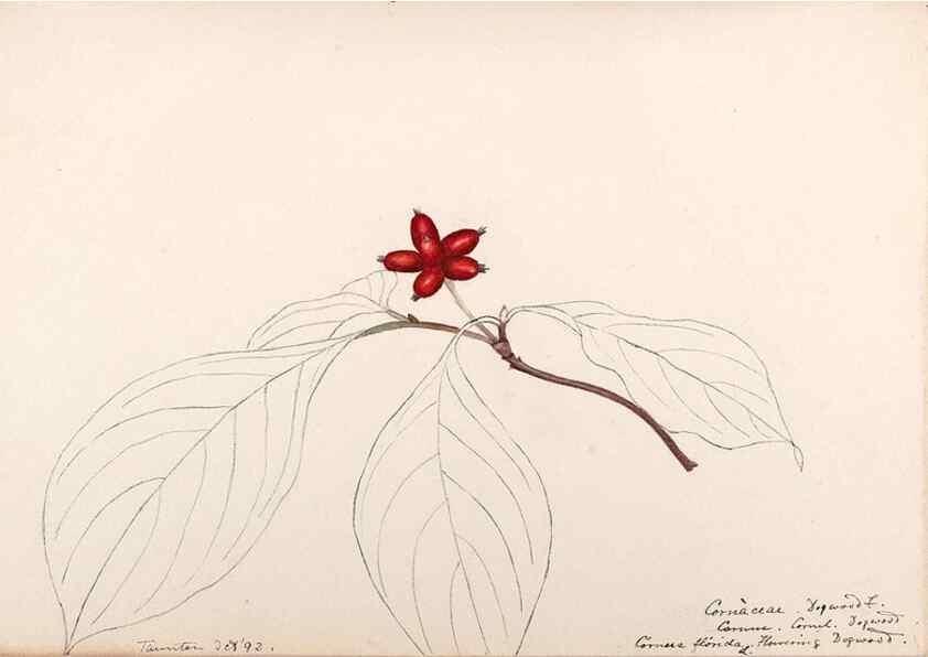 Reproducción/Reproduction 48789069191: [Water-color sketches of plants of North America and Europe]. . 