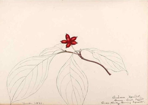 Reproducción/Reproduction 48789069191: [Water-color sketches of plants of North America and Europe]. . 