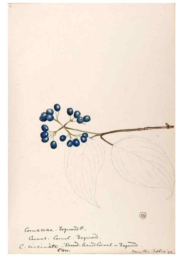 Reproducción/Reproduction 48788706223: [Water-color sketches of plants of North America and Europe]. . 