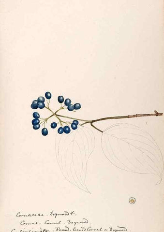 Reproducción/Reproduction 48788706223: [Water-color sketches of plants of North America and Europe]. . 