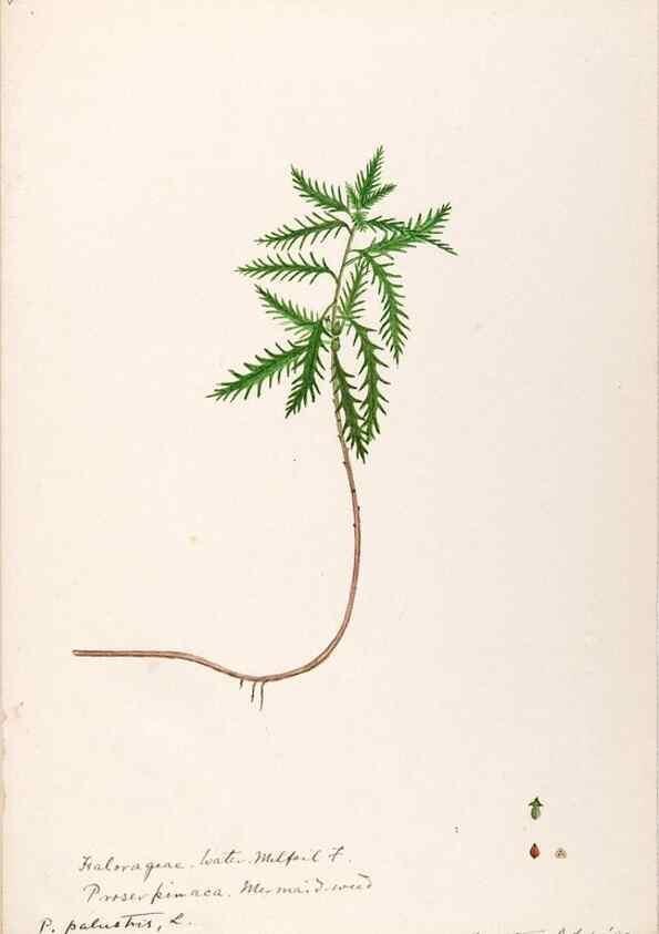 Reproducción/Reproduction 48789209177: [Water-color sketches of plants of North America and Europe]. . 