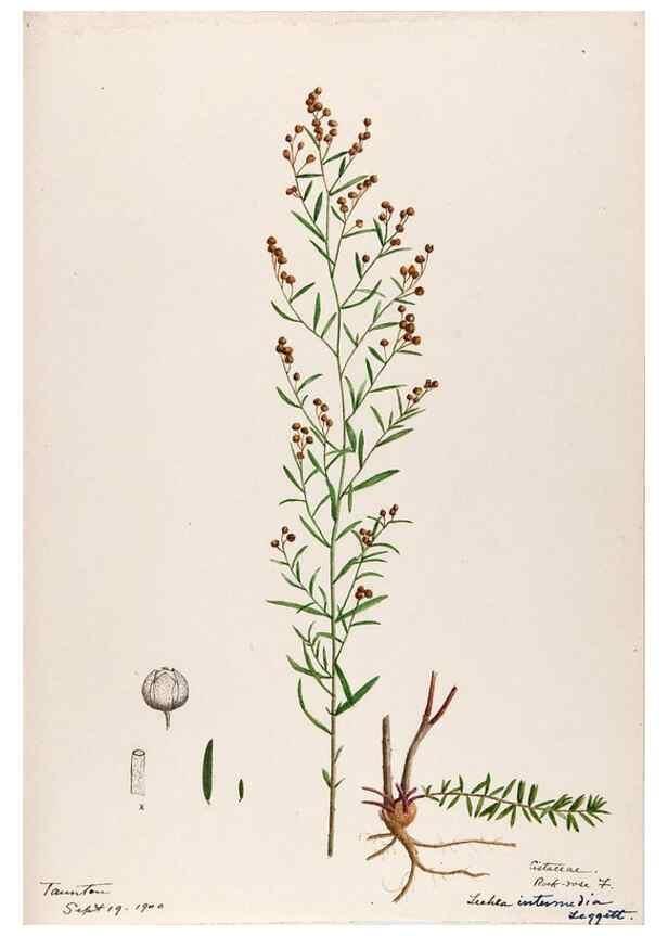 Reproducción/Reproduction 48788766718: [Water-color sketches of plants of North America and Europe]. . 