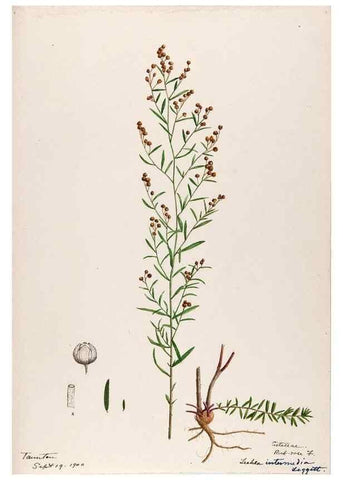 Reproducción/Reproduction 48788766718: [Water-color sketches of plants of North America and Europe]. . 
