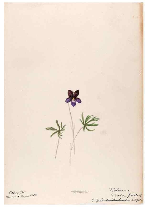 Reproducción/Reproduction 48789277142: [Water-color sketches of plants of North America and Europe]. . 