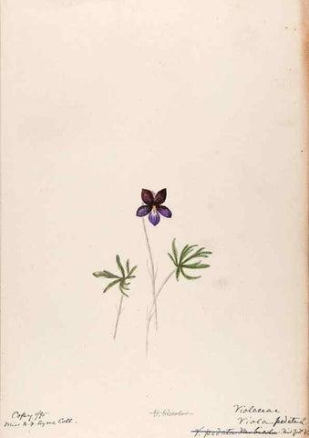 Reproducción/Reproduction 48789277142: [Water-color sketches of plants of North America and Europe]. . 