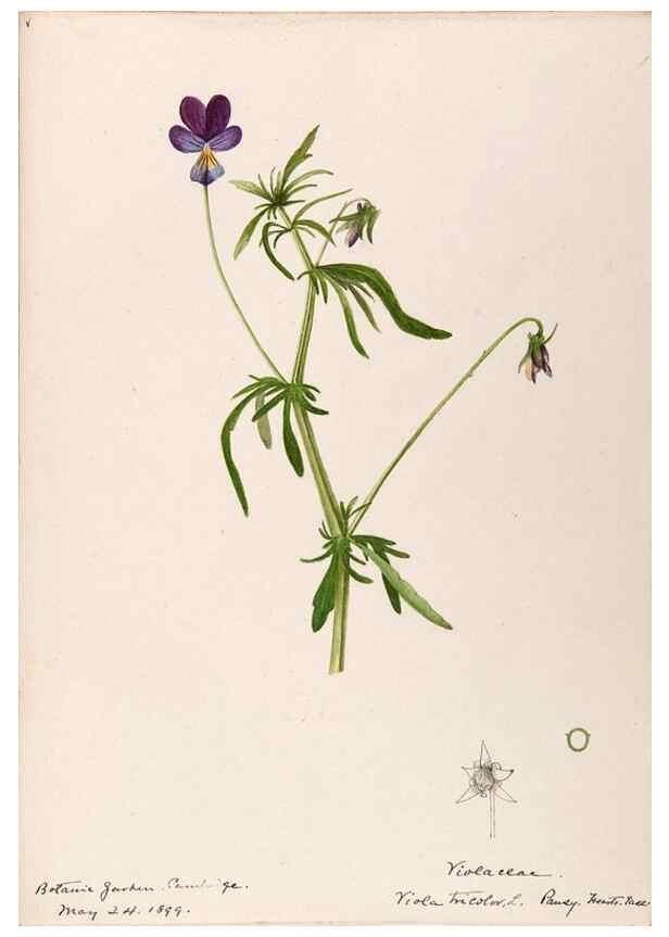 Reproducción/Reproduction 48789139836: [Water-color sketches of plants of North America and Europe]. . 