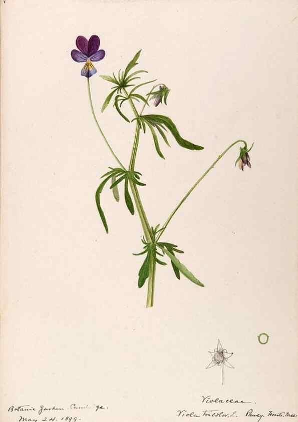 Reproducción/Reproduction 48789139836: [Water-color sketches of plants of North America and Europe]. . 