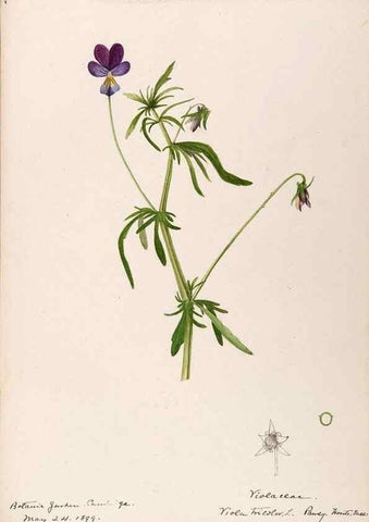 Reproducción/Reproduction 48789139836: [Water-color sketches of plants of North America and Europe]. . 
