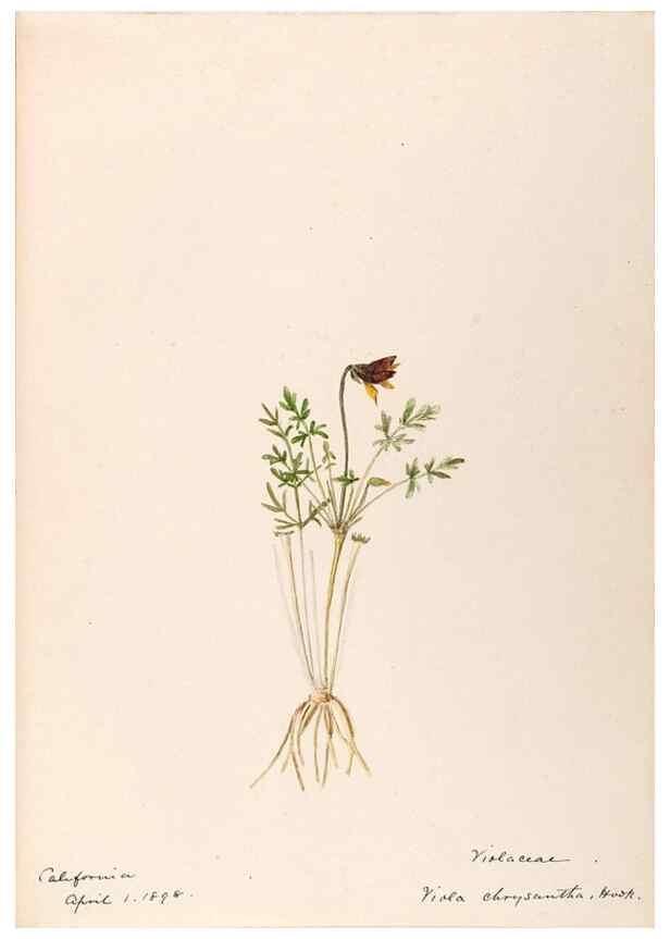 Reproducción/Reproduction 48788778168: [Water-color sketches of plants of North America and Europe]. . 