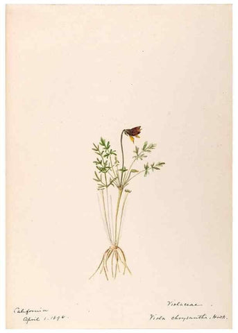 Reproducción/Reproduction 48788778168: [Water-color sketches of plants of North America and Europe]. . 