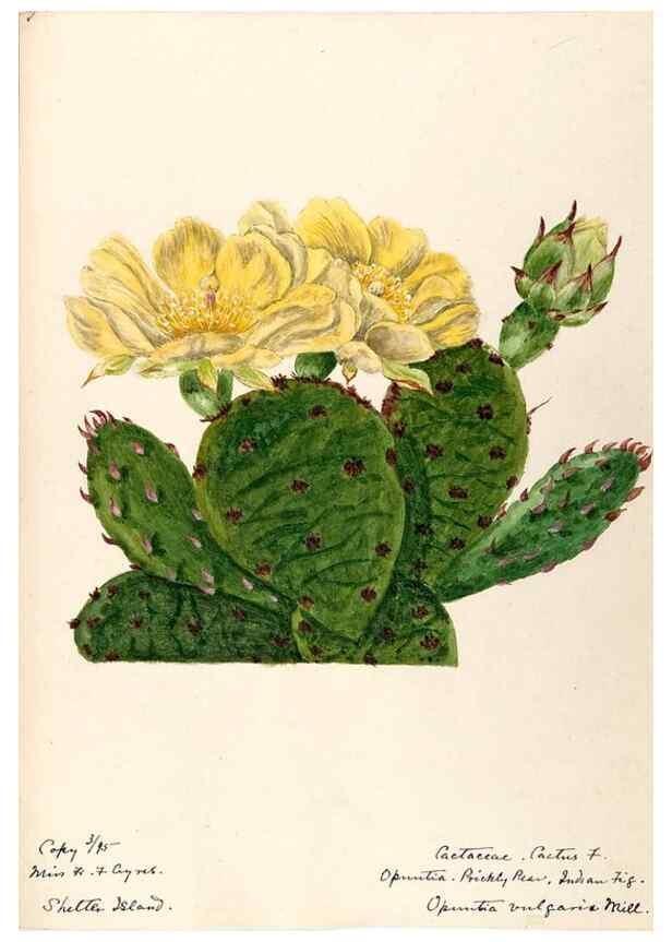 Reproducción/Reproduction 48788778523: [Water-color sketches of plants of North America and Europe]. . 