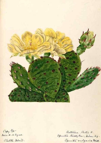 Reproducción/Reproduction 48788778523: [Water-color sketches of plants of North America and Europe]. . 