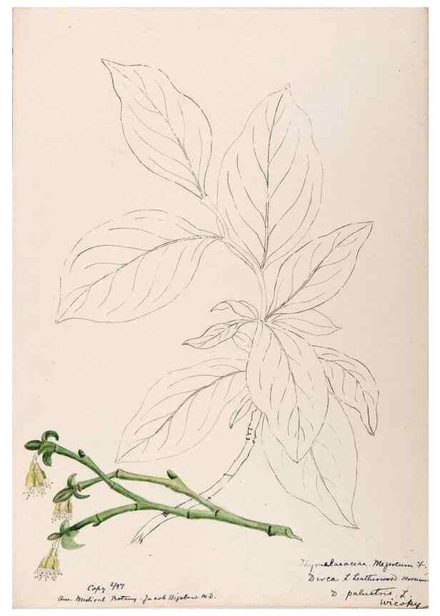 Reproducción/Reproduction 48789141356: [Water-color sketches of plants of North America and Europe]. . 