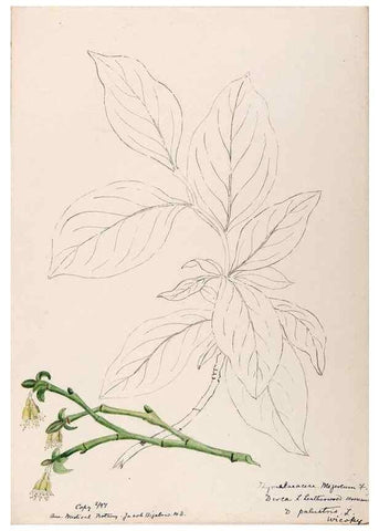 Reproducción/Reproduction 48789141356: [Water-color sketches of plants of North America and Europe]. . 