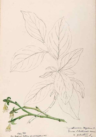 Reproducción/Reproduction 48789141356: [Water-color sketches of plants of North America and Europe]. . 