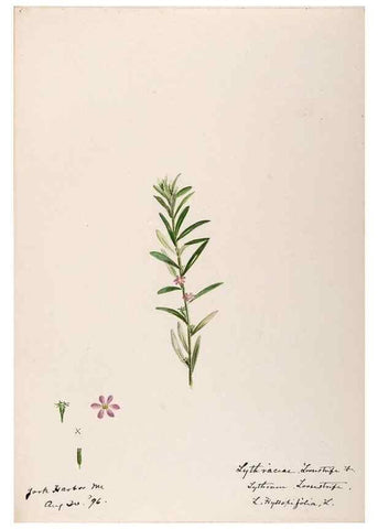 Reproducción/Reproduction 48788779483: [Water-color sketches of plants of North America and Europe]. . 