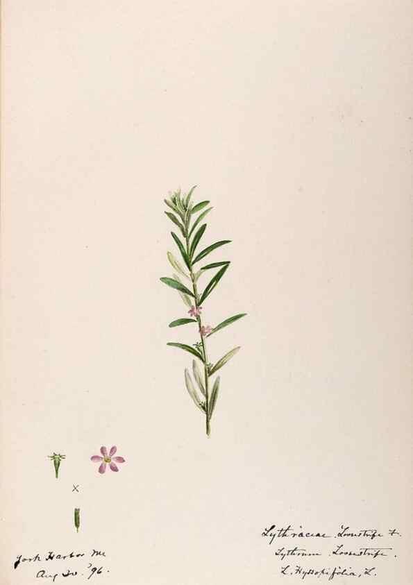 Reproducción/Reproduction 48788779483: [Water-color sketches of plants of North America and Europe]. . 