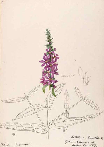 Reproducción/Reproduction 48789142571: [Water-color sketches of plants of North America and Europe]. . 