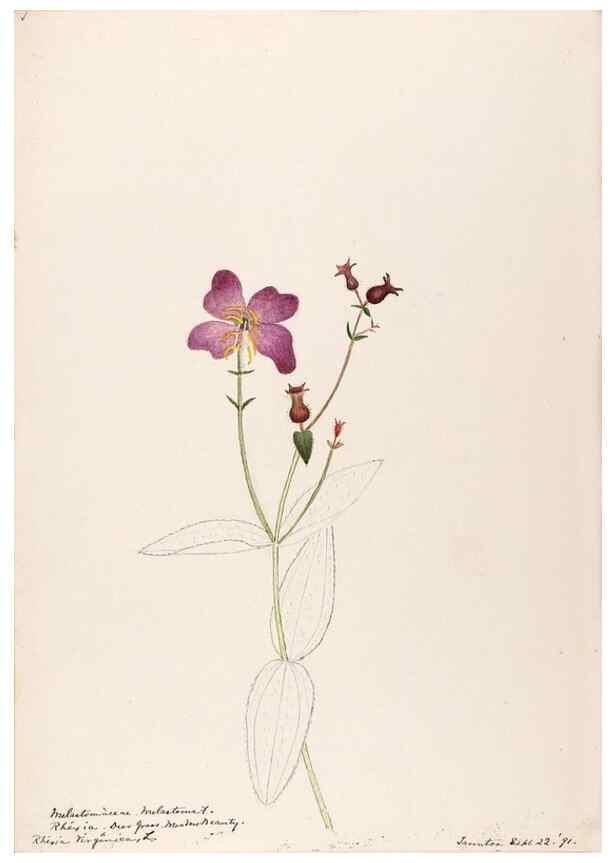 Reproducción/Reproduction 48789143046: [Water-color sketches of plants of North America and Europe]. . 