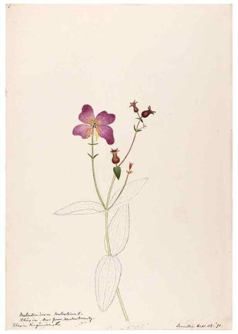 Reproducción/Reproduction 48789143046: [Water-color sketches of plants of North America and Europe]. . 
