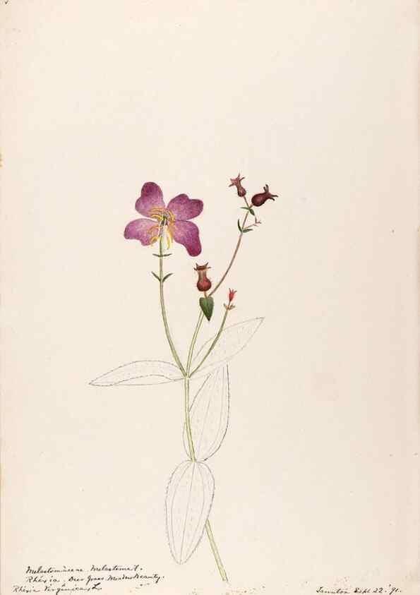 Reproducción/Reproduction 48789143046: [Water-color sketches of plants of North America and Europe]. . 