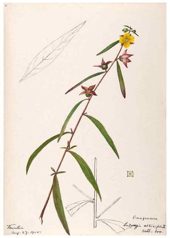 Reproducción/Reproduction 48788780763: [Water-color sketches of plants of North America and Europe]. . 