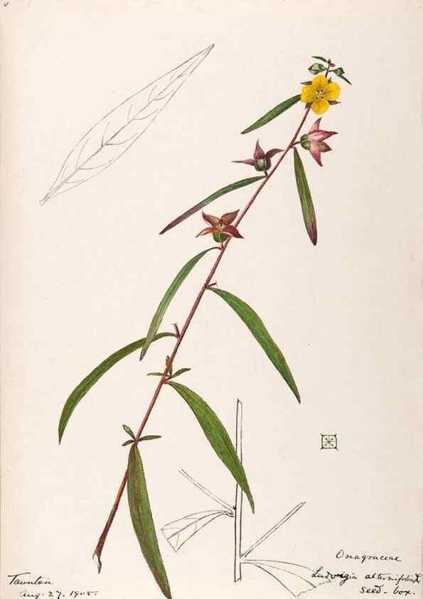 Reproducción/Reproduction 48788780763: [Water-color sketches of plants of North America and Europe]. . 