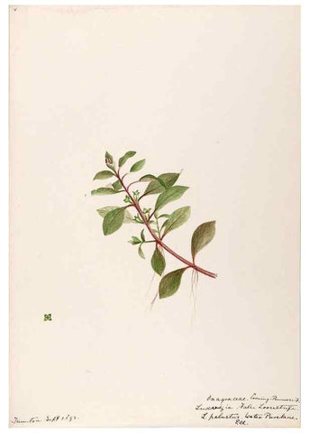 Reproducción/Reproduction 48789143761: [Water-color sketches of plants of North America and Europe]. . 