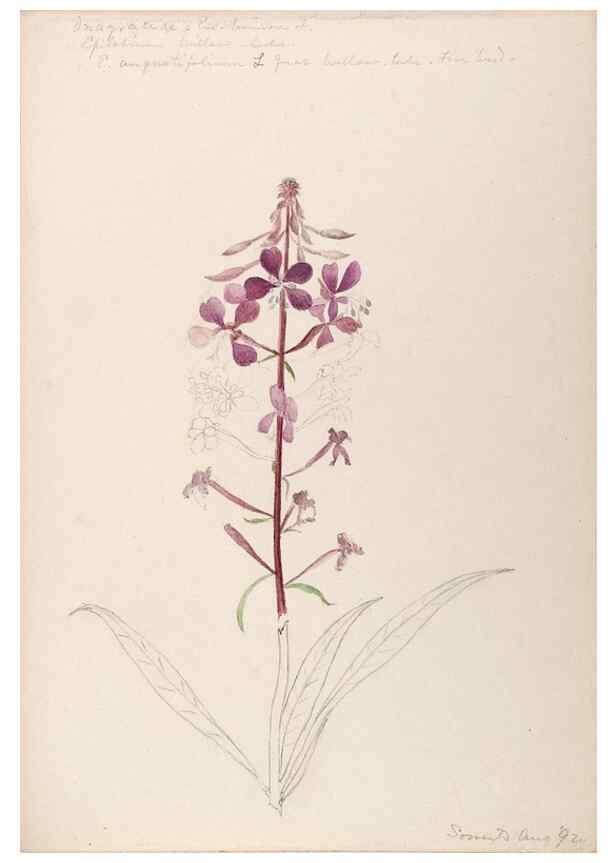 Reproducción/Reproduction 48789144136: [Water-color sketches of plants of North America and Europe]. . 