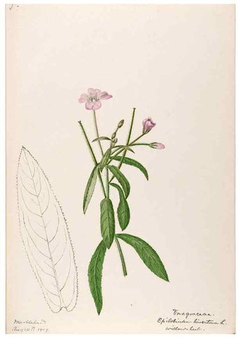 Reproducción/Reproduction 48789144571: [Water-color sketches of plants of North America and Europe]. . 
