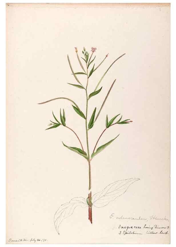 Reproducción/Reproduction 48789291062: [Water-color sketches of plants of North America and Europe]. . 
