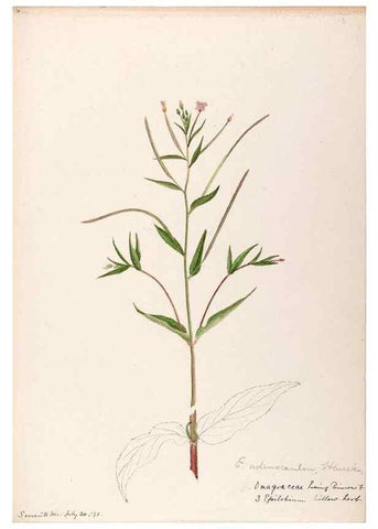Reproducción/Reproduction 48789291062: [Water-color sketches of plants of North America and Europe]. . 