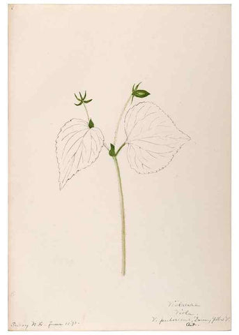 Reproducción/Reproduction 48789283877: [Water-color sketches of plants of North America and Europe]. . 