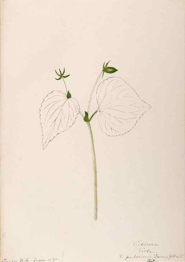 Reproducción/Reproduction 48789283877: [Water-color sketches of plants of North America and Europe]. . 