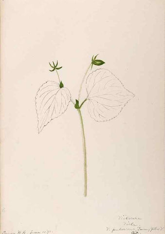 Reproducción/Reproduction 48789283877: [Water-color sketches of plants of North America and Europe]. . 