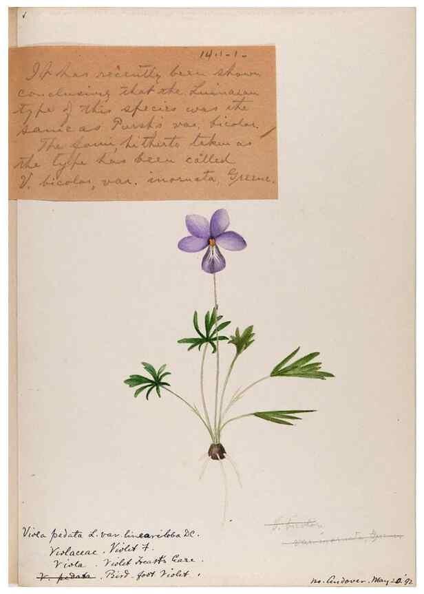 Reproducción/Reproduction 48788767808: [Water-color sketches of plants of North America and Europe]. . 