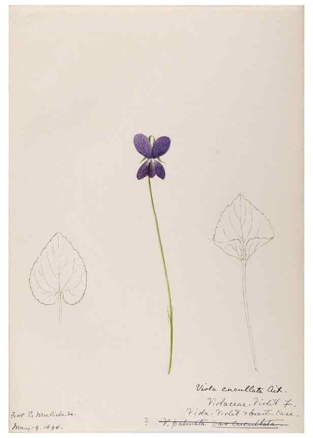 Reproducción/Reproduction 48789130746: [Water-color sketches of plants of North America and Europe]. . 