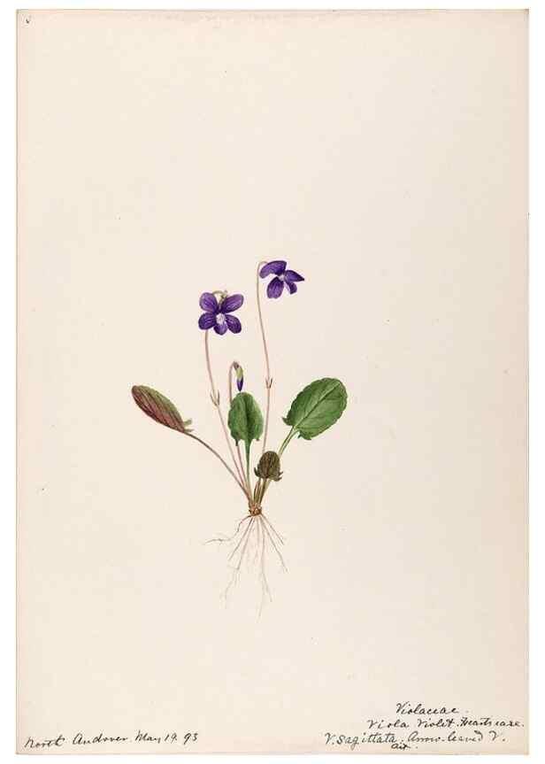 Reproducción/Reproduction 48789131561: [Water-color sketches of plants of North America and Europe]. . 