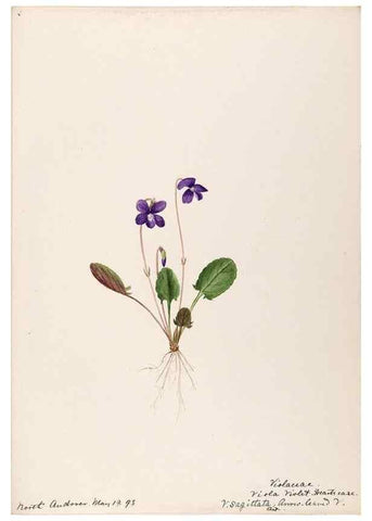 Reproducción/Reproduction 48789131561: [Water-color sketches of plants of North America and Europe]. . 