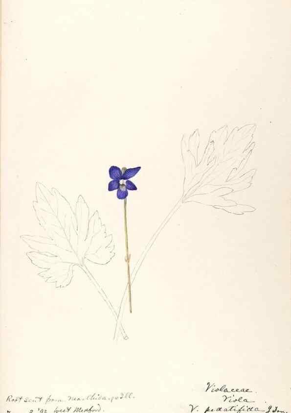 Reproducción/Reproduction 48789132251: [Water-color sketches of plants of North America and Europe]. . 