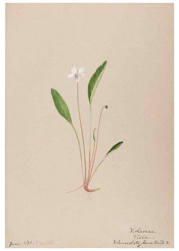 Reproducción/Reproduction 48789132671: [Water-color sketches of plants of North America and Europe]. . 