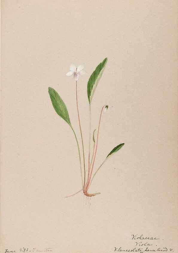 Reproducción/Reproduction 48789132671: [Water-color sketches of plants of North America and Europe]. . 