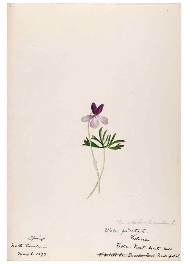 Reproducción/Reproduction 48789129641: [Water-color sketches of plants of North America and Europe]. . 
