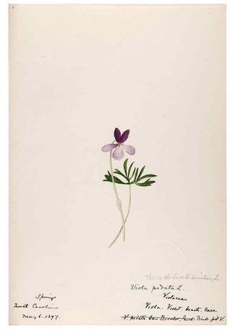 Reproducción/Reproduction 48789129641: [Water-color sketches of plants of North America and Europe]. . 