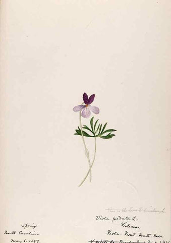 Reproducción/Reproduction 48789129641: [Water-color sketches of plants of North America and Europe]. . 