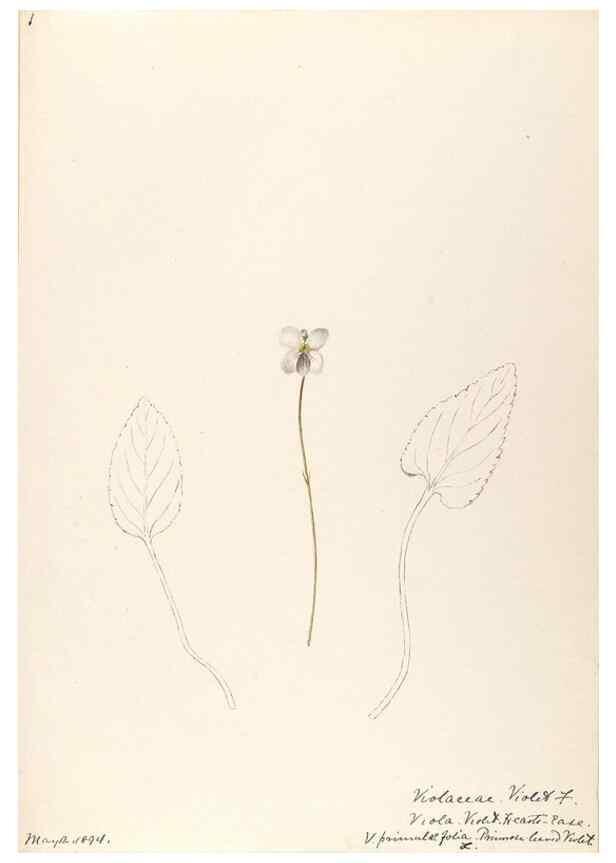Reproducción/Reproduction 48789279947: [Water-color sketches of plants of North America and Europe]. . 