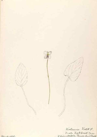 Reproducción/Reproduction 48789279947: [Water-color sketches of plants of North America and Europe]. . 