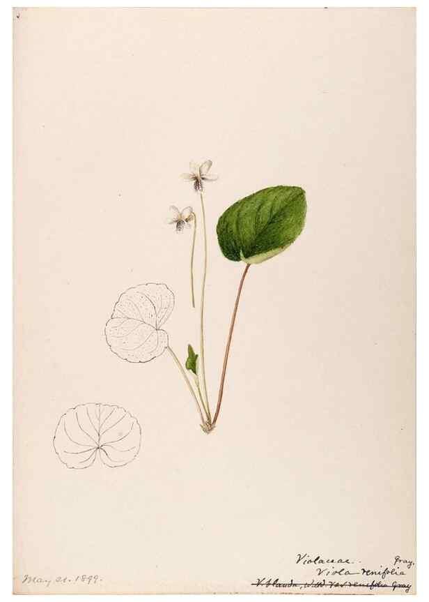 Reproducción/Reproduction 48788771868: [Water-color sketches of plants of North America and Europe]. . 