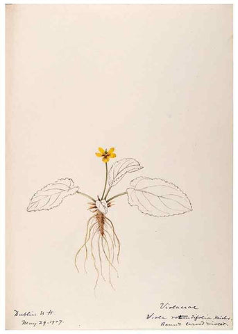 Reproducción/Reproduction 48789134651: [Water-color sketches of plants of North America and Europe]. . 